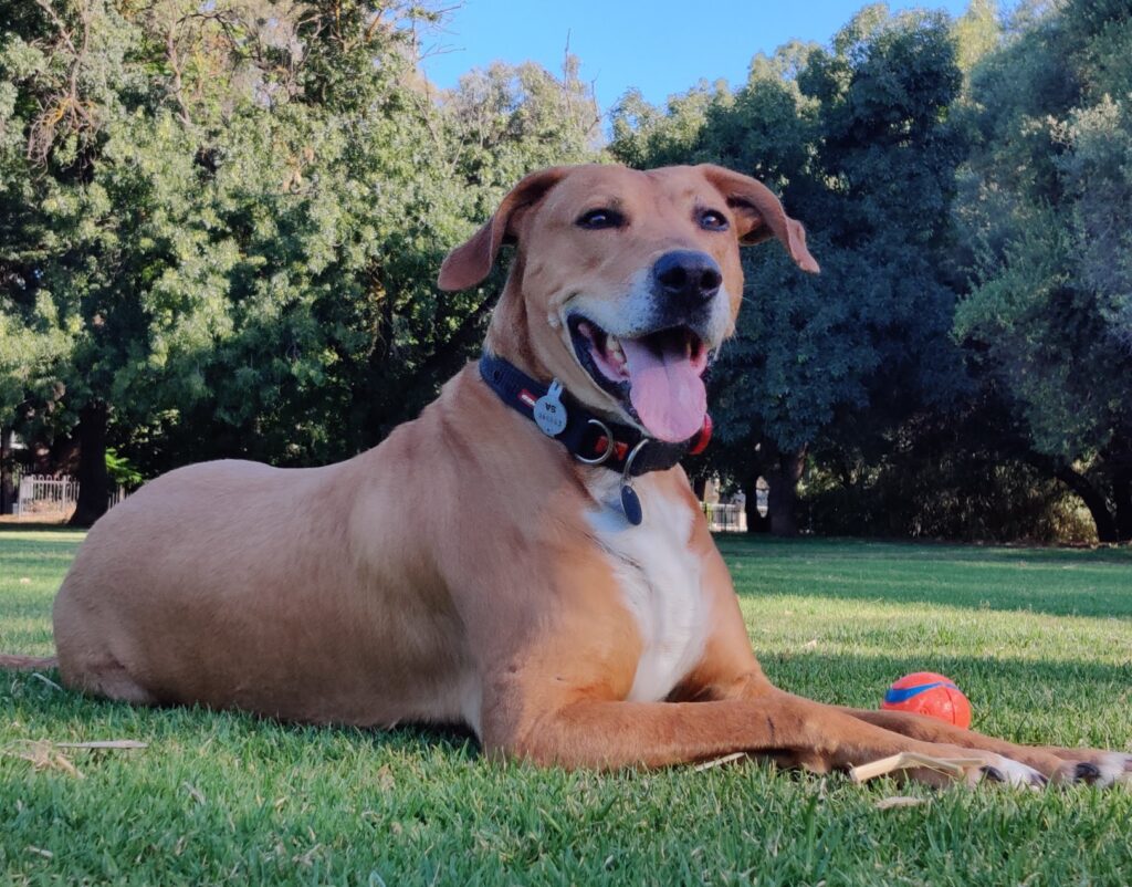Big dog, in a park, with a ball.